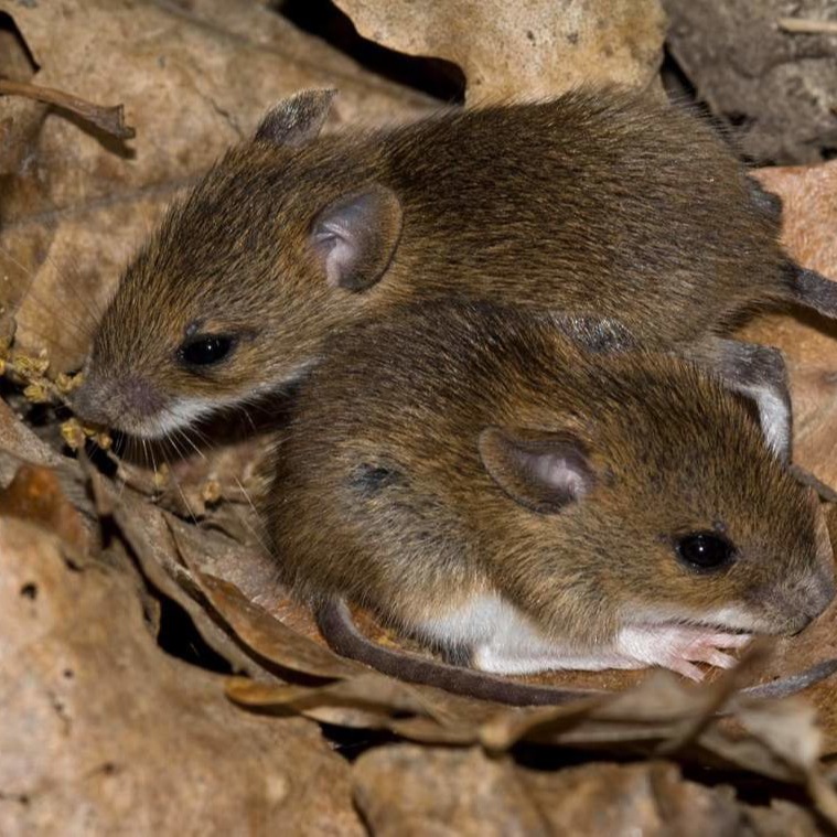 Уничтожения мышей в частном доме в Минске?