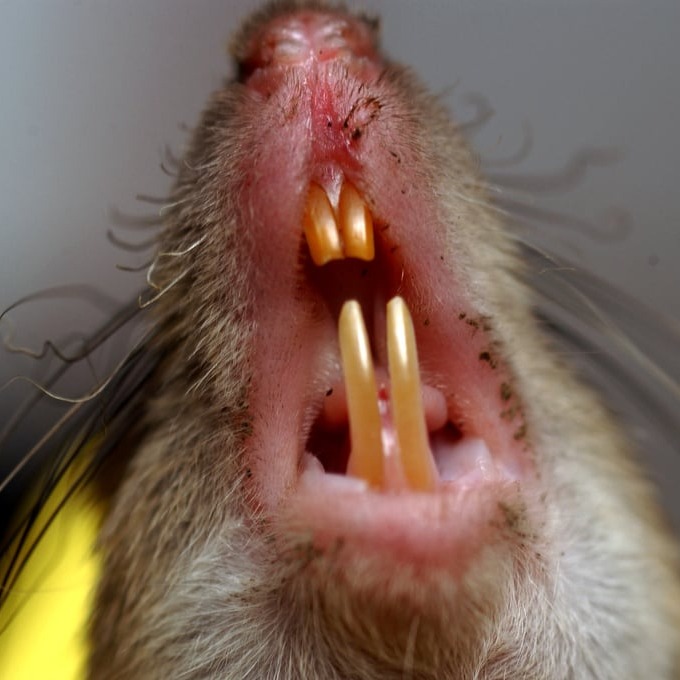 Дератизация крыс в Минске?